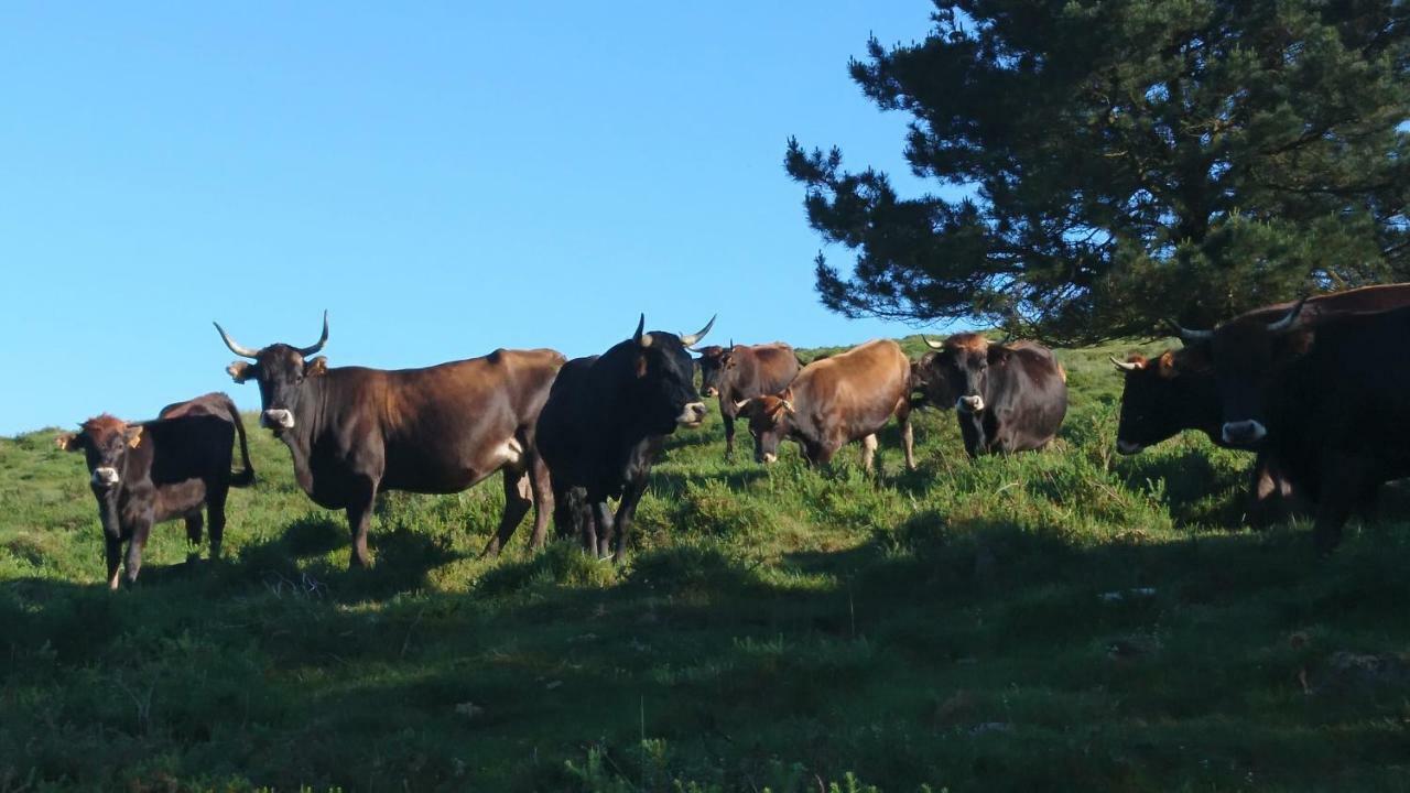 Posada Restaurante Casa Juanchu Adino Zewnętrze zdjęcie